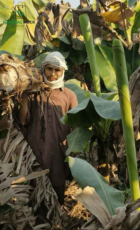 The Journey from Waste to Wonder: How Banana Fibers Are Revolutionizing Textiles - The Natural Fiber Company