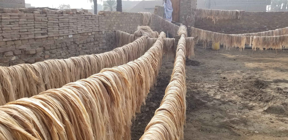 From Plant to Product: The Journey of Banana Fiber in Textiles - The Natural Fiber Company