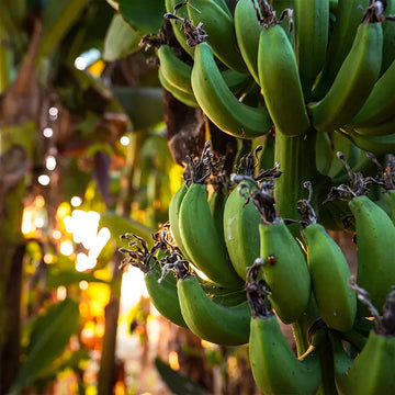 Banana plantation, the starting point of the banana fiber value chain