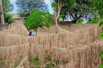 Natural raw banana fiber, the starting material before extraction and combing into hair-extension-ready fiber