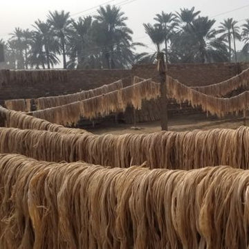 Raw banana pseudostem fiber, a byproduct crop compared here against abaca, a dedicated fiber crop from a related Musa species