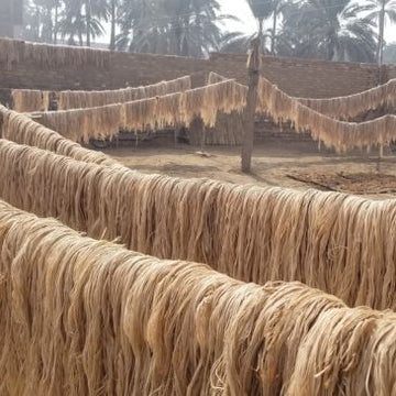 Raw banana pseudostem fiber, compared here against sisal fiber on strength and cultivation