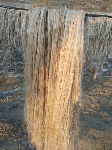 Raw banana pseudostem fiber, compared here against hemp fiber on strength and sustainability