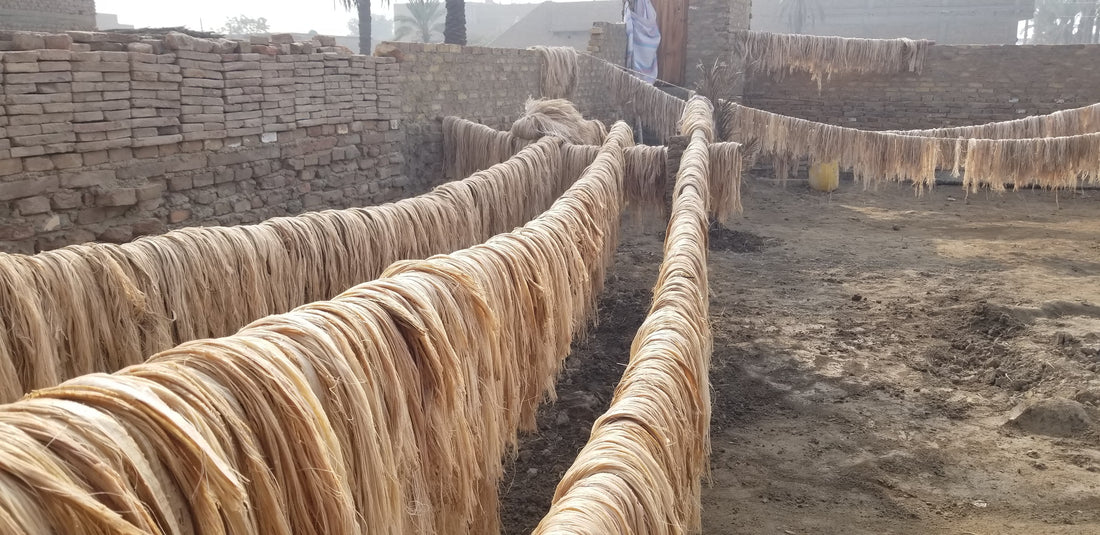 From Plant to Product: The Journey of Banana Fiber in Textiles