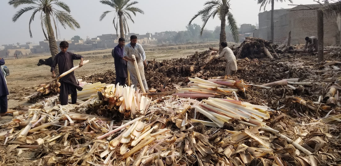 Banana fiber circular economy and agriculture sustainability concept