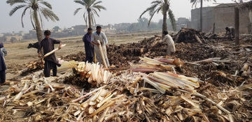 Banana fiber circular economy and agriculture sustainability concept