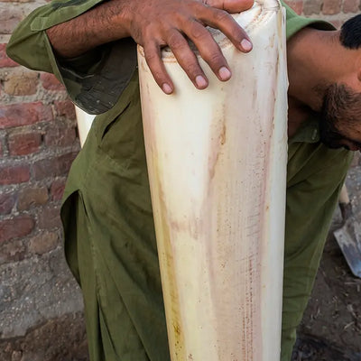 Harvested Pseudostem