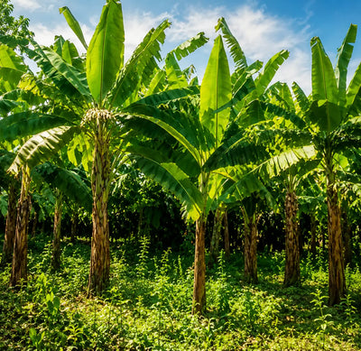 Banana Plantation