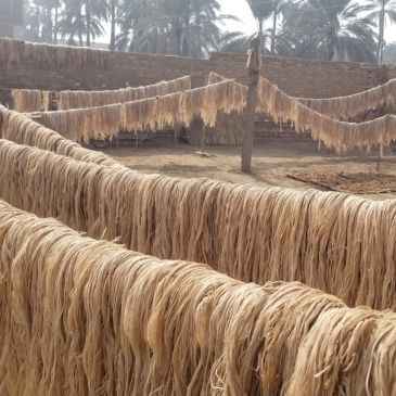 Combed Banana Fiber - The Natural Fiber CompanyCombed Banana FiberCombed Banana FibersThe Natural Fiber CompanyThe Natural Fiber Company