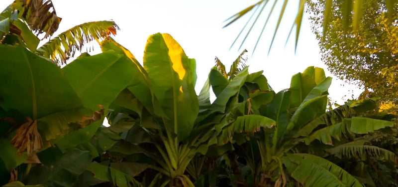 Wholesale – Banana Fiber &amp; Natural Products